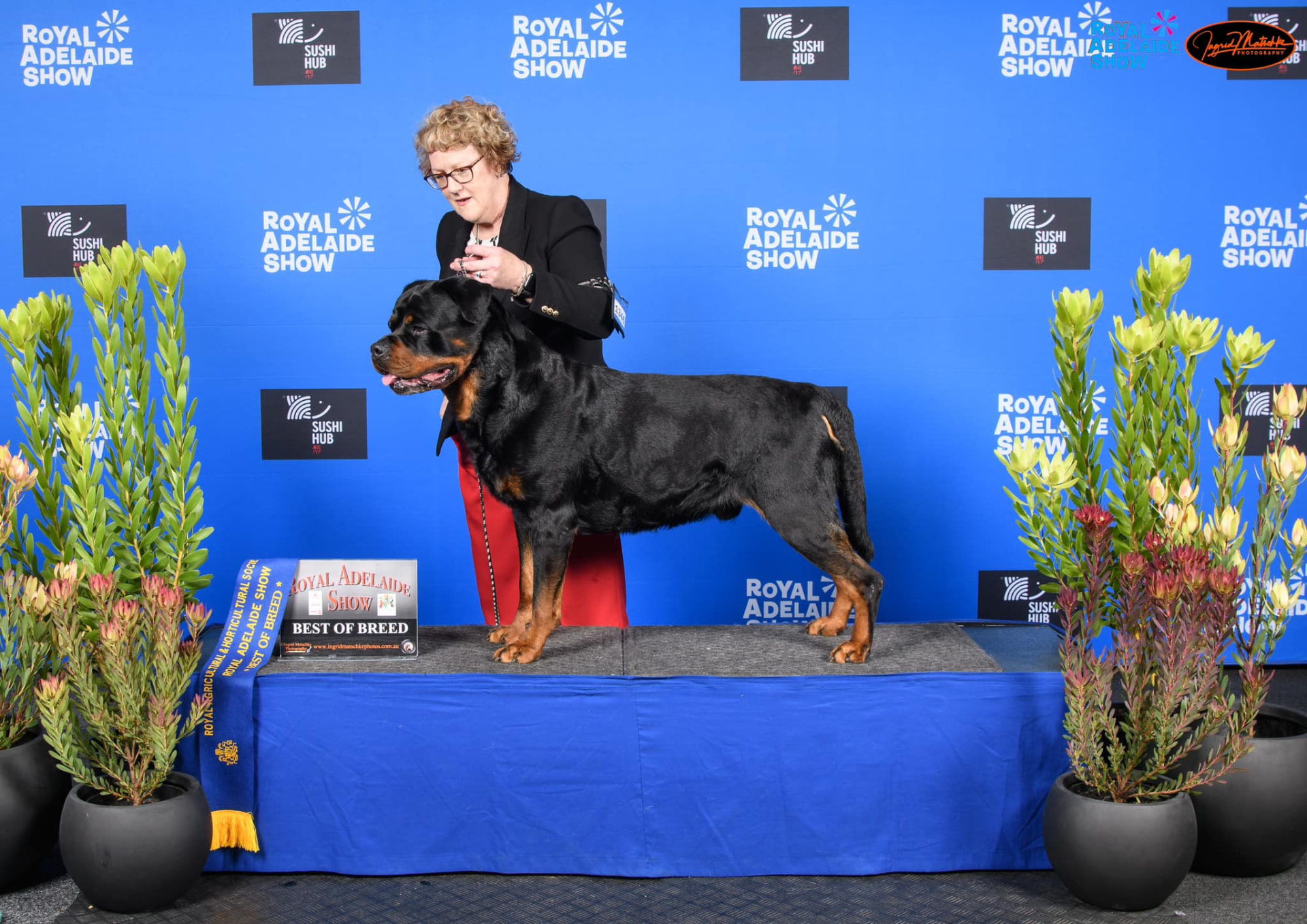 Maverick — Aust Grand Ch, CIB, A2O Ch (FCI Asia, Africa & Oceania) Schwartzhund Taylors Top Gun (AI)
